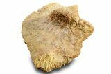 Triassic Fossil Phytosaur Scute - Texas #315719-2